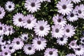 Violet pink Osteosperumum flower, african daisy Royalty Free Stock Photo