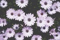 Violet pink Osteosperumum flower, african daisy Royalty Free Stock Photo