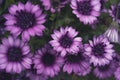 Violet pink Osteosperumum flower, african daisy Royalty Free Stock Photo