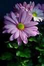 Violet Pink Osteosperumum Flower Daisy Royalty Free Stock Photo