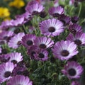 Violet Pink Osteosperumum Flower Daisy Royalty Free Stock Photo