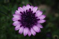 Violet Pink Osteospermum Flower Daisy. Royalty Free Stock Photo