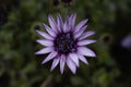 Violet Pink Osteospermum Flower Daisy. Royalty Free Stock Photo