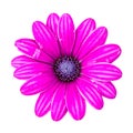 Violet Pink Osteosperumum Flower Daisy Isolated on White Background. Macro Closeup Royalty Free Stock Photo
