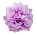 Violet-pink rose flower, white isolated background with clipping path. Closeup. no shadows Royalty Free Stock Photo