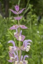 Violet-pink sage