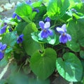 Violet - polish flowers