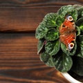 Violet in a pot. Butterfly sits on a plant Royalty Free Stock Photo