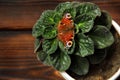 Violet in a pot. Butterfly sits on a plant Royalty Free Stock Photo