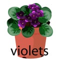 Violet pot for flowers, with earth, pink, for seedlings, pots.