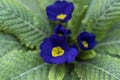 Violet primrose flowering plant in winter