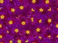 Violet primrose flowers spring primula blossom fabric print seamless vector design