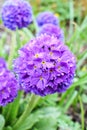 Violet primrose Primula denticulata Royalty Free Stock Photo