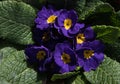 Violet Primrose, Primula vulgaris blossom - top view.