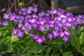 Violet primrose spring blooming