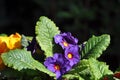 Violet primrose in the spring