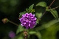 Violet Primula Denticulata, Drumstick Primrose: Flowering Plant