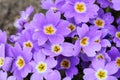 Violet primula vulgaris, primrose. Flowering Primula Primula Vulgaris