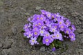 Violet primula vulgaris, primrose. Flowering Primula Primula Vulgaris