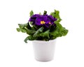 Violet primula in white pot