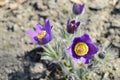 Violet pulsatilla patens in spring sun Royalty Free Stock Photo