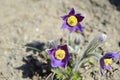 Violet pulsatilla patens in spring sun Royalty Free Stock Photo