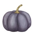 Violet pumpkin clipart. Thanksgiving Day or harvest festival. Hand drawn watercolor illustration isolated on white