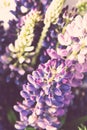 Violet and purle wild flowers macro shot Royalty Free Stock Photo