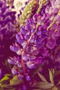 Violet and purle wild flowers macro shot Royalty Free Stock Photo