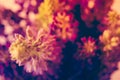 Violet and purle wild flowers macro shot Royalty Free Stock Photo