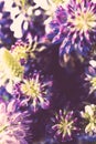 Violet and purle wild flowers macro shot Royalty Free Stock Photo