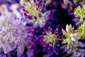 Violet and purle wild flowers macro shot Royalty Free Stock Photo