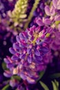 Violet and purle wild flowers macro shot Royalty Free Stock Photo