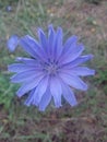 Violet purple blue flower garden Royalty Free Stock Photo