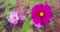 Violet or purple cosmos flowers blooming in floral garden with green leaves background. Beauty in nature and Plant concept. Royalty Free Stock Photo