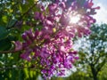 Violet purple flower on branch with shining sun in background