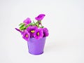 Violet-purple flowers in purple pot basket isolated on white background ,Calibrachoa petunia Million bells ,Trailing petunia ,Supe Royalty Free Stock Photo