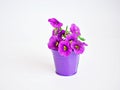 Violet-purple flowers in purple pot basket isolated on white background ,Calibrachoa petunia Million bells ,Trailing petunia ,Supe Royalty Free Stock Photo