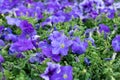 Violet, purple flowers of surfinia, petunia. Spring flowers. Seasonal gardening. Purple surfinia blossom. Violet bloom of surfinia