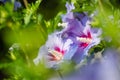 Violet and purple hibiscus flower