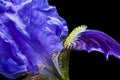 Violet purple iris background. Spring concept.
