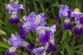 Violet and purple iris flowers closeup on green garden background.Blossoming iris detail.Spring nature background with Royalty Free Stock Photo