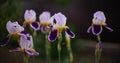 Violet purple iris flowers growing in a spring garden Royalty Free Stock Photo