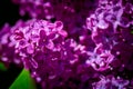 Violet purple lilac. flowering branch. many small flowers. Selective focus Beautiful summer background. design element Royalty Free Stock Photo