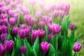 Violet, purple, lilac tulips background. Summer and spring concept, copy space. Tulip flowers field in sunlight. Soft Royalty Free Stock Photo
