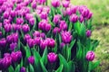 Violet, purple, lilac tulips background. Summer and spring concept, copy space. Tulip flowers field in sunlight. Soft Royalty Free Stock Photo