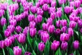 Violet, purple, lilac tulips background. Summer and spring concept, copy space. Tulip flowers field in sunlight. Soft Royalty Free Stock Photo