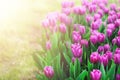 Violet, purple, lilac tulips background. Summer and spring concept, copy space. Tulip flowers field in sunlight. Soft Royalty Free Stock Photo