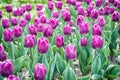 Violet purple petals. Adorable tulips. Tulips farm. Tulips field. Happy mothers day. Womens day concept. Spring season