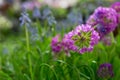 Violet and purple primula flowers Royalty Free Stock Photo